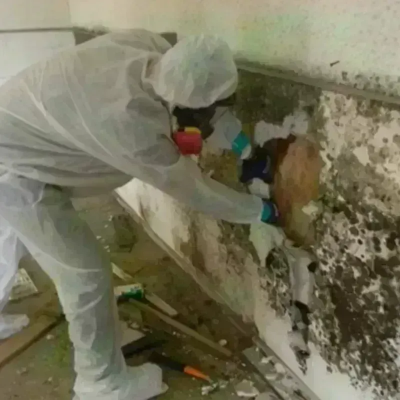 Mold Remediation and Removal in Robbins, IL